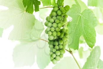 Green grapes hanging on a branches above white background