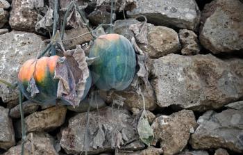 Growing Pumpkins on the Wall