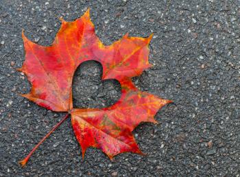 Fall in love photo metaphor. Red maple leaf with heart shaped hole lays on dark asphalt road