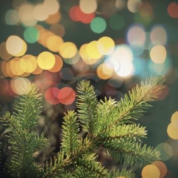 Spruce tree branch closeup photo with colorful lights bokeh. Vintage tonal correction filter