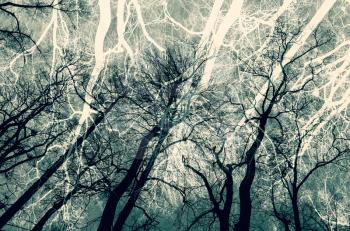 Leafless bare trees over sky background. Blue toned background photo with multi exposure effect