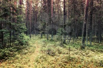 Pathway in pine tree forest, Karelia, Russia. Vintage toned photo with filter effect
