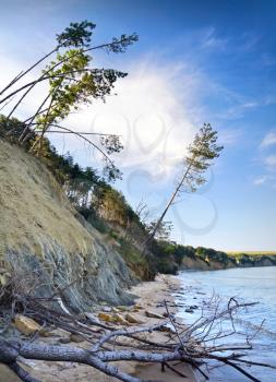 Sliding down cliff on Black Sea coast with falling pine trees. Obzor beach, Bulgaria.