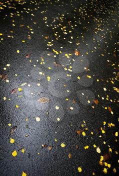 Abstract background: wet asphalt with bright yellow autumnal leaves