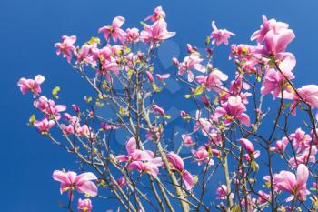 Pink flowers of magnolia tree on bright blue sky background, photo with selective focus