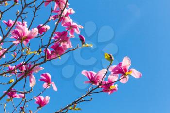 Pink flowers of magnolia tree over bright blue sky background, closeup photo with selective focus