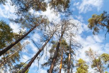 Wild pine trees above blue sky with clouds