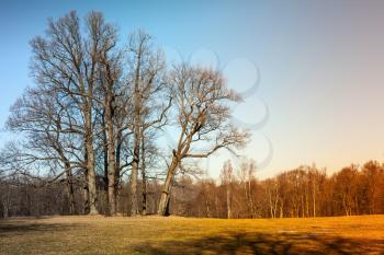 Autumn landscape with bare trees. Natural photo with colorful tonal correction filter effect