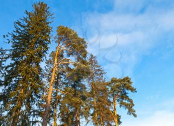 Pine tree and spruce over blue sky background