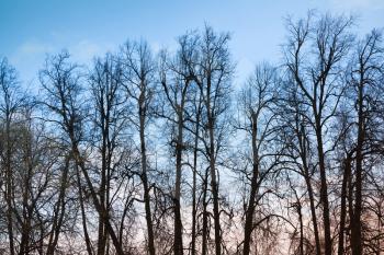 Leafless bare trees over blue evening sky background. Natural background photo