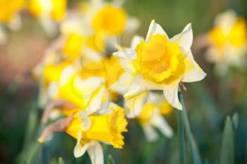 Yellow narcissus flowers in spring garden, closeup photo with selective focus