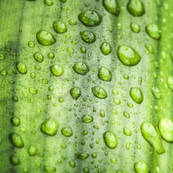Natural green background texture with leaf and drops of water