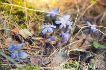Blue Hepatica flowers in the forest, spring season. Macro photo with selective focus