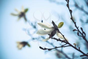White flowers of magnolia tree over bright blue sky background, closeup photo with selective focus and tonal correction photo filter