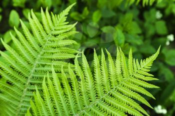 Natural pattern of fresh green fern leaves 