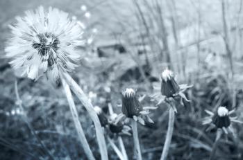 Blooming dandelion flower on the lake coast, blue toned photo with selective focus