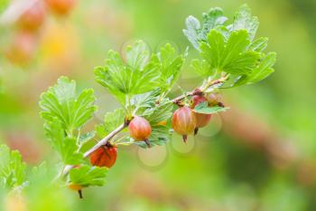 Fresh gooseberries on branches of gooseberry bush in summer garden, macro photo with selective focus