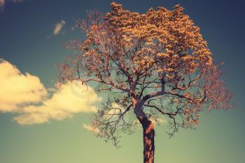 Bright tree with sky and clouds on a background. Colorful tonal correction photo filter effect, vintage stylized 