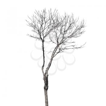 Small bare tree isolated on white background