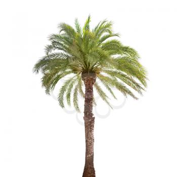 Single date palm tree isolated on white background