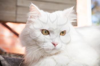 Close up portrait of white fluffy cat with yellow eyes
