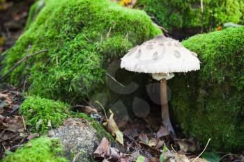 Parasol mushroom grows in forest. Macrolepiota procera or Lepiota procera fungus, macro photo with selective focus