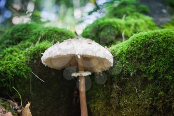 Parasol mushroom grows in dark green forest. Macrolepiota procera or Lepiota procera fungus, macro photo with selective focus