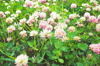 Summer meadow. White and pink flowers of Trifolium pratense or red clover, macro photo with selective focus