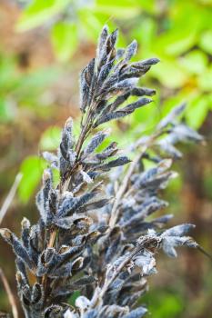 Dry seeds of  lupine flowers. Closeup vertical photo with selective focus