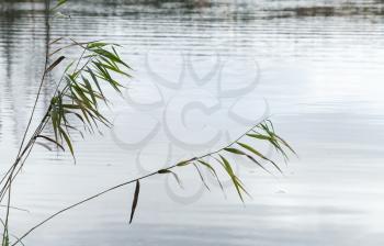 Natural background photo with coastal reed and still lake water. Selective focus