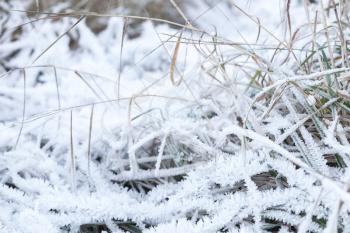 Fresh white frost covers green grass in early winter morning, closeup photo with selective focus