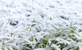 Fresh white frost covers green grass in early winter morning, closeup photo with selective focus and shallow DOF
