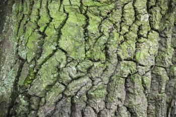 Old tree bark with green lichen, natural close-up background texture
