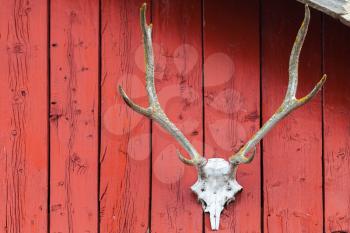 Old deer skull mounted on red wooden wall in Norway