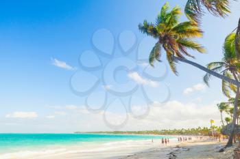 Palm trees on a sandy beach. Coast of Atlantic ocean, Dominican Republic, Punta Cana 