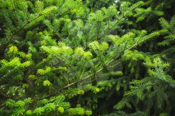 Fresh green spruce branches. Close up photo, selective focus