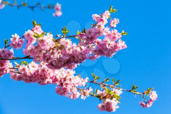 Pink flowers of cherry tree on blue sky background, selective focus