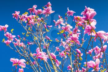 Magnolia tree. Pink flowers on bright blue sky background, photo with selective focus
