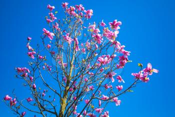 Magnolia tree with pink flowers on bright blue sky background, photo with selective focus