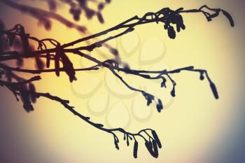 Alder tree branches, colorful vintage tonal correction photo filter effect