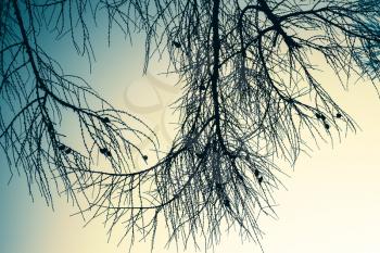 Branches of larch tree over empty sky. Natural background photo with blue vintage tonal correction filter effect