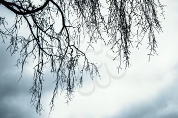 Branches of leafless bare tree over cloudy sky. Monochrome natural background photo with blue vintage tonal correction filter effect