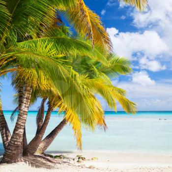 Coconut palms grow on white sandy beach. Caribbean Sea coast, Dominican republic, Saona island. Natural square background photo