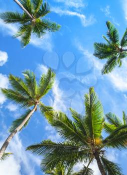 Coconut palm trees over bright blue cloudy sky, vertical tropical background photo