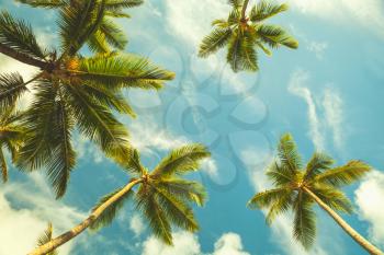 Coconut palm trees in cloudy sky. Vintage stylized photo with tonal correction filter effect