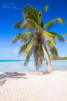 Coconut palm growing on white sandy beach. Caribbean Sea, Dominican republic, Saona island coast