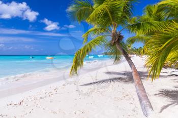 Coconut palms grow on white sandy beach. Caribbean Sea coast, Dominican republic, Saona island landscape
