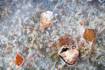 Autumnal leaves frozen in thin ice, natural background photo texture