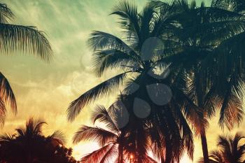Palm trees silhouettes under tropical evening sky background. Vintage stylized photo with colorful tonal filter effect