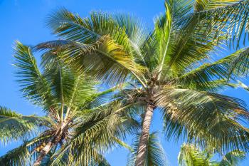 Palm trees under blue sky background, Dominican republic nature